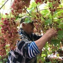 ���������� ����������, ���� ������� ����, 87 ���, ������������ ��� ������, ����� � ���������