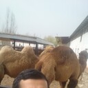 ���������� �������, ���� ������� ������������, 34 ����, ������������ ��� ������, ����� � ���������