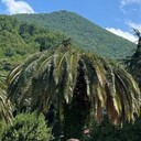 ���������� ������, ���� ������� ������, 31 ���, ������������ ��� ������, ����� � ���������, c�������� ���������, ���������