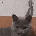  ,   Ш, 48 ,   ,   