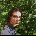 ���������� ������, ���� ������� Mangol, 36 ���, ������������ ��� ������, ����� � ���������