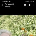 ���������� ����������, ���� ������� �������, 49 ���, ������������ ��� ������, ����� � ���������