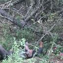 ���������� ���������, ���� ����� ����, 25 ���, ������������ ��� ������, ���������