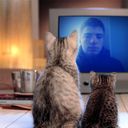 ���������� ������ ���, ���� ������� ������, 28 ���, ������������ ��� ������, ����� � ���������, c�������� ���������