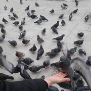 ���������� ������, ���� ������� ������, 43 ����, ������������ ��� ������, ����� � ���������, c�������� ���������