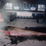  ,   , 55 ,  