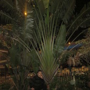  ,   Sirj, 40 ,   ,   , c 