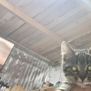 ���������� ���������, ������� �������, 26