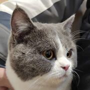 ���������� ����, ���� ������� �����, 28 ���, ������������ ��� ������, ����� � ���������