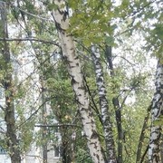  ,  , 28