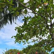 ���������� ������������, ���� ������� �������, 50 ���, ������������ ��� ����� � ���������, c�������� ���������