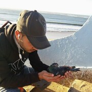 ���������� ������, ���� ������� Chafiq, 27 ���, ������������ ��� ������, ����� � ���������, c�������� ���������, ���������