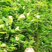 ���������� ������, ���� ������� �������, 37 ���, ������������ ��� ������, ����� � ���������