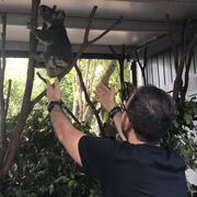 ���������� ������, ���� ������� �����, 36 ���, ������������ ��� ������, ����� � ���������