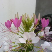  ,    k, 50 ,     , c 