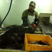 ���������� ��������, ������� ������, 52