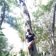 ���������� �������, ���� ������� Roma, 36 ���, ������������ ��� ������