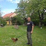  Halberstadt,   , 40 ,     