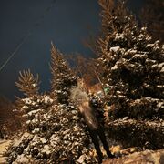 ���������� ���������, ���� ������� ������, 40 ���, ������������ ��� c�������� ���������, ���������