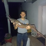 ���������� ������, ���� ������� ����, 43 ����, ������������ ��� ������, ����� � ���������