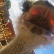 ���������� ���������, ���� ������� ������, 41 ���, ������������ ��� ������, ����� � ���������, c�������� ���������