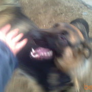 ���������� ���������, ���� ������� ������, 61 ���, ������������ ��� ������, ����� � ���������, c�������� ���������