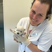 ���������� �����-���������, ���� ������� ������, 33 ����, ������������ ��� ������, ����� � ���������