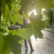 ���������� ���������, ���� ������� �����, 37 ���, ������������ ��� ������, ����� � ���������, c�������� ���������, ���������