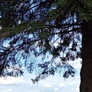 ���������� ������, ���� ������� ����, 43 ����, ������������ ��� ������, ����� � ���������