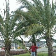  ,   Maks, 53 ,     , c 
