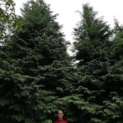  --,   , 38 ,   ,   , c 