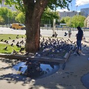 ���������� ������, ���� ������� Ozod, 30 ���, ������������ ��� ������, ����� � ���������