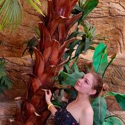 ���������� ������������, ���� ������� ��������, 29 ���, ������������ ��� ������, ����� � ���������