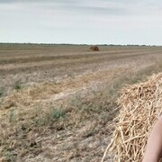 ���������� ����, ���� ������� ������, 38 ���, ������������ ��� ������, ����� � ���������, c�������� ���������