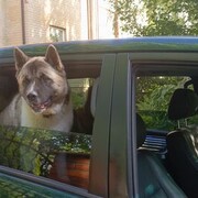 ���������� �����������, ���� ������� �����, 48 ���, ������������ ��� ������, ����� � ���������, c�������� ���������