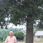  ,  temuri, 65