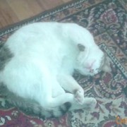 ���������� ����, ���� ������� Leon, 45 ���, ������������ ��� ������, ����� � ���������, c�������� ���������