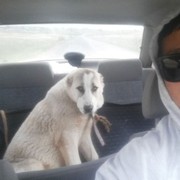 ���������� ���������, ���� ������� �����, 37 ���, ������������ ��� ������, ����� � ���������, c�������� ���������