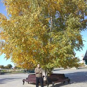 ���������� ������, ���� ������� �����, 46 ���, ������������ ��� ������, ����� � ���������