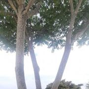  -,   , 43 ,   ,   , c 