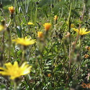 ���������� ����, ���� ������� ������, 40 ���, ������������ ��� ������, ����� � ���������, c�������� ���������