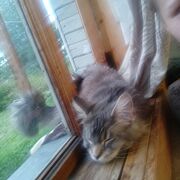  ,   Alena, 25 ,   ,   , c , 