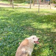 ���������� ������, ���� ������� Rustem, 58 ���, ������������ ��� ������, ����� � ���������