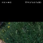 ���������� ��������, ���� ����� ������, 21 ���, ������������ ��� ������, ����� � ���������, ���������