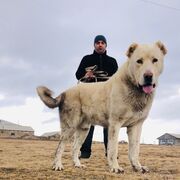 ���������� ������, ���� ������� ���, 41 ���, ������������ ��� ������, ����� � ���������, c�������� ���������, ���������