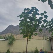  ,  Aziz, 31