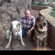 ���������� Algiers, ���� ������� �����, 58 ���, ������������ ��� ������, ����� � ���������, c�������� ���������