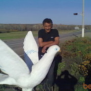  ,   Naif, 64 ,   ,   , 