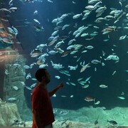 ���������� �������, ���� ������� �����, 37 ���, ������������ ��� ������, ����� � ���������