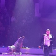 ���������� ����, ���� ������� ���������, 38 ���, ������������ ��� ������, ���������